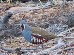 Mountain Quail